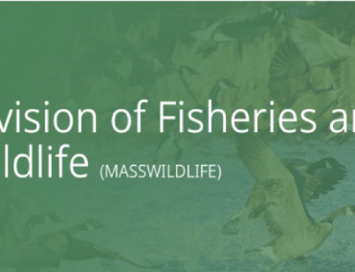 Mass Wildlife considering raising License Fees