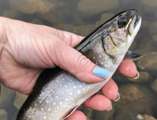 Stay safe and get outdoors